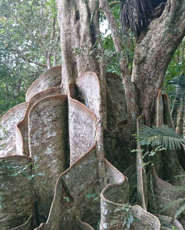 Heritiera Littoralis Tree of Nakama River-竹富町西表岛必去景点