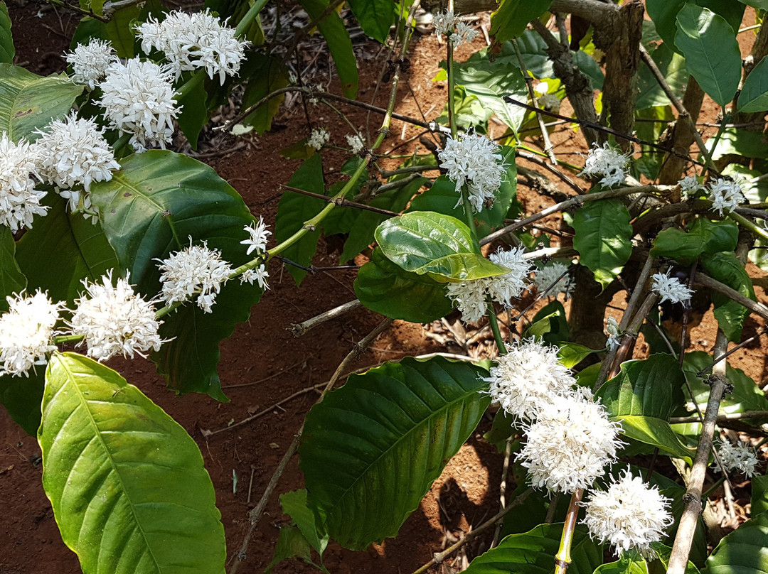 DakViet Travel - Day Tours-托伯莫里必去景点