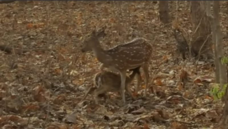 Panna National Park Safari景点图片