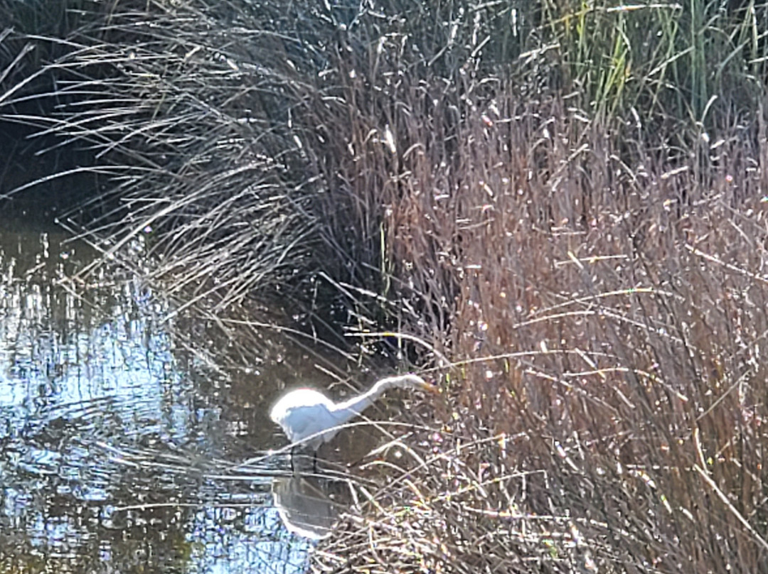 Wade Ward Nature Park-格尔夫海岸必去景点