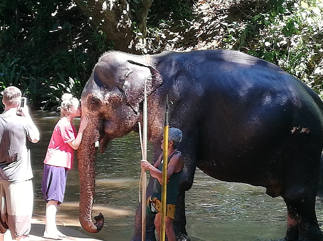 Millennium Elephant Foundation主图