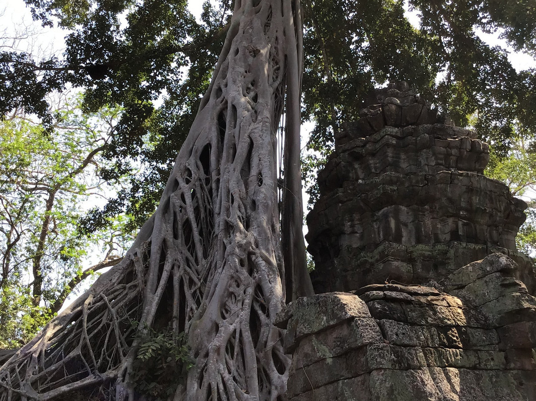 Ta Prohm Temple景点图片