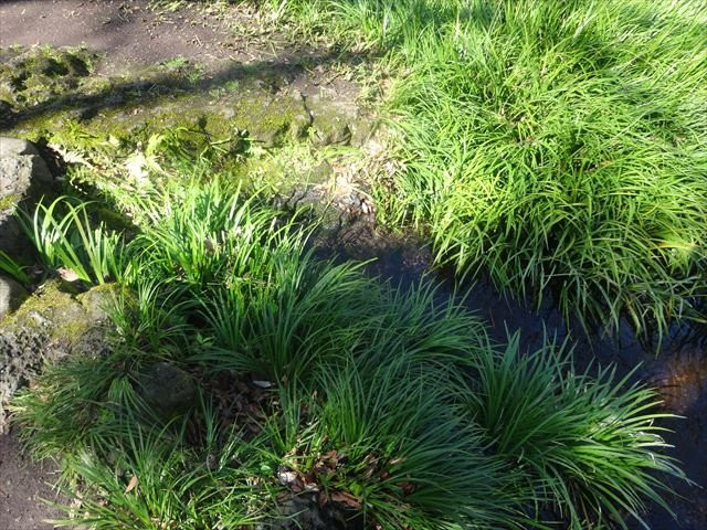Shirataki Park-三岛市必去景点