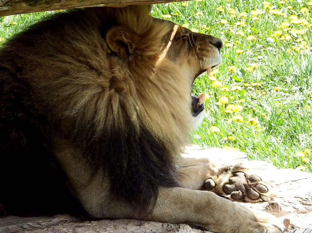 Magnetic Hill Zoo-蒙古顿必去景点