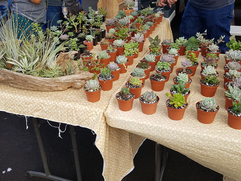 Kauai Community Market-利胡埃必去景点