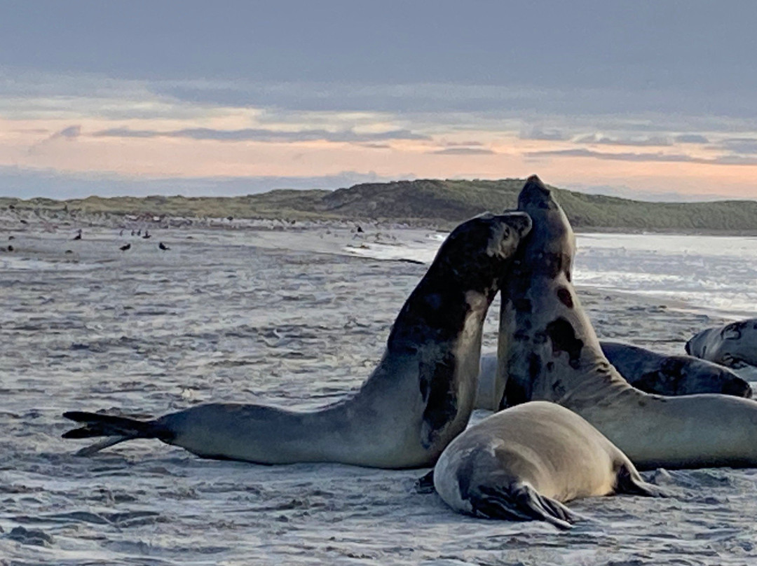 Sea Lion Island景点图片