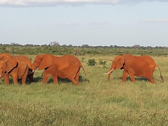 SAFARI KENYA CON ZENZERO - DAY TOURS-瓦塔木必去景点