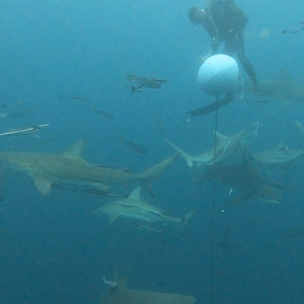 Aliwal Dive Centre-Umkomaas必去景点