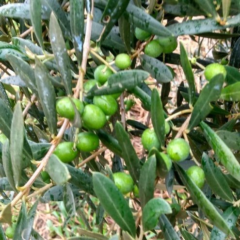 O Olival - Agroturismo-Cunha必去景点