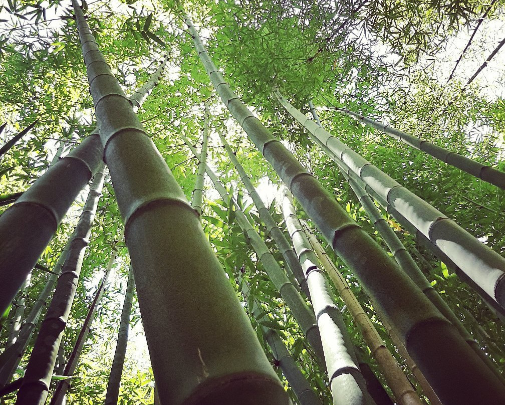 Bamboo Land Nursery & Parklands景点图片
