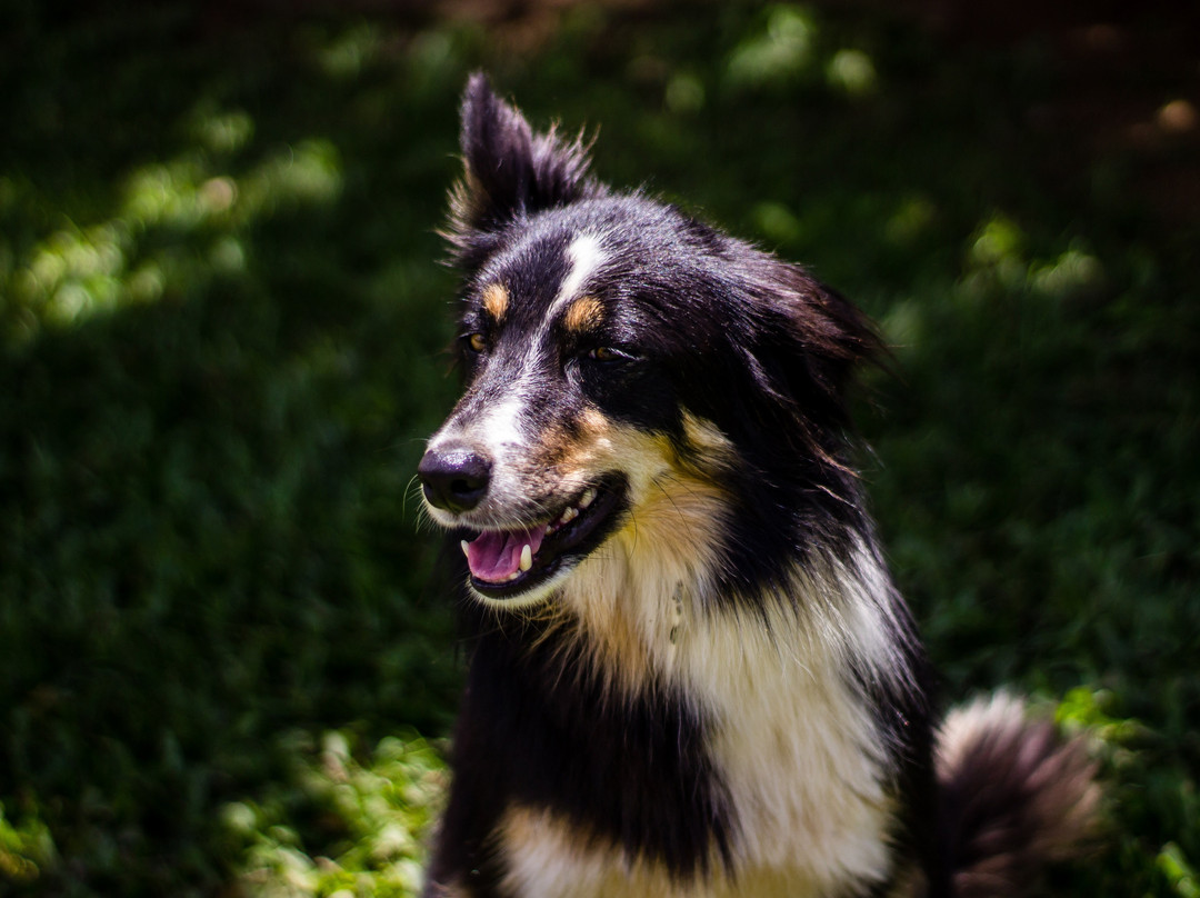 Auberge Suisse主图