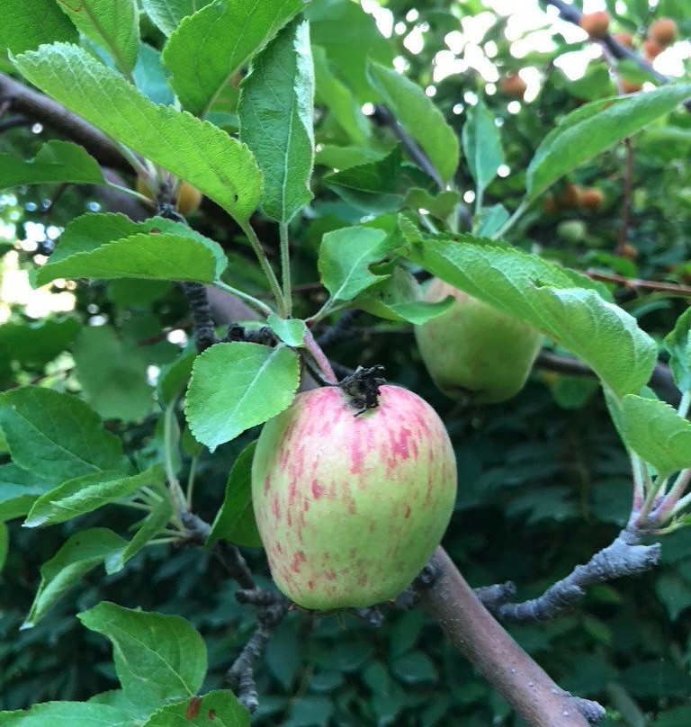 Serena Khaplu Palace主图