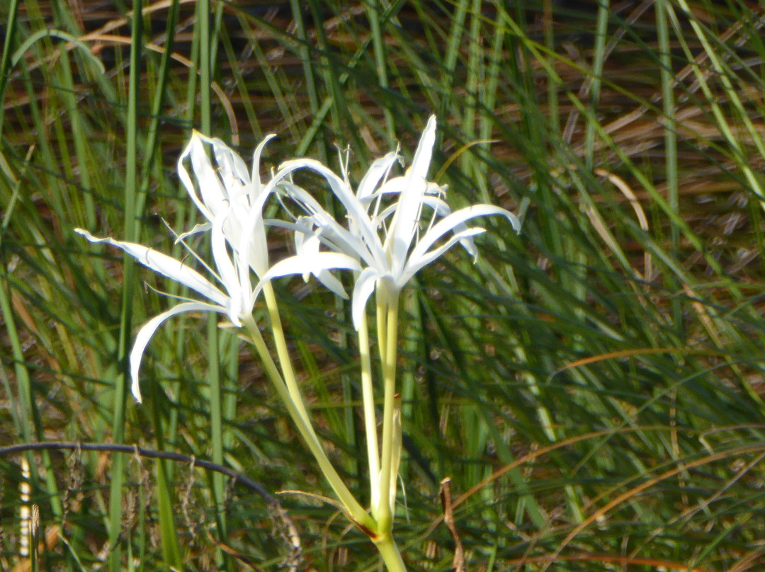Riviera Park-奥蒙德海滩必去景点