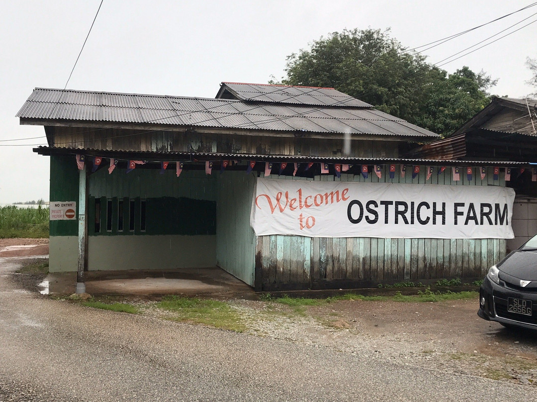 Desaru Ostrich Farm景点图片