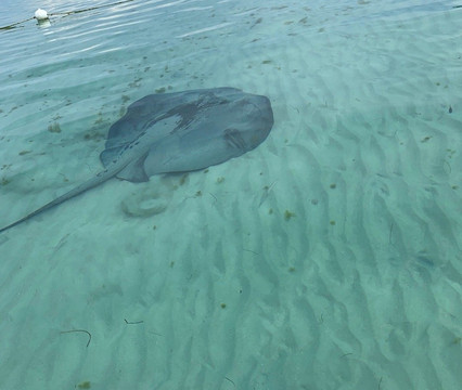 Merrils Beach Resort III主图