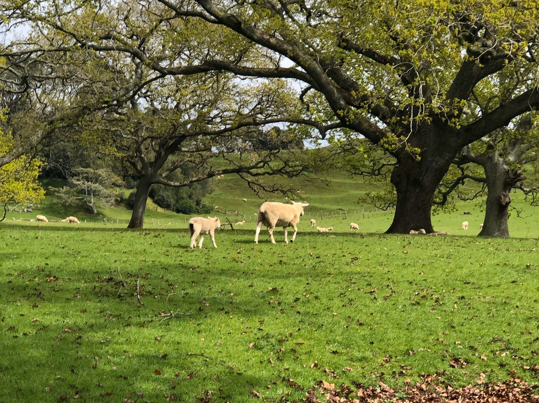 Point View Reserve-奥克兰中心地区必去景点