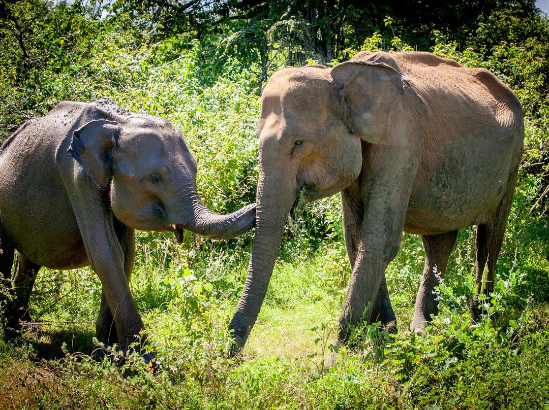 Sameera Tours-希克杜沃必去景点