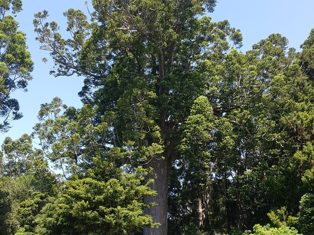 Parry Kauri Park-瓦卡沃夫必去景点