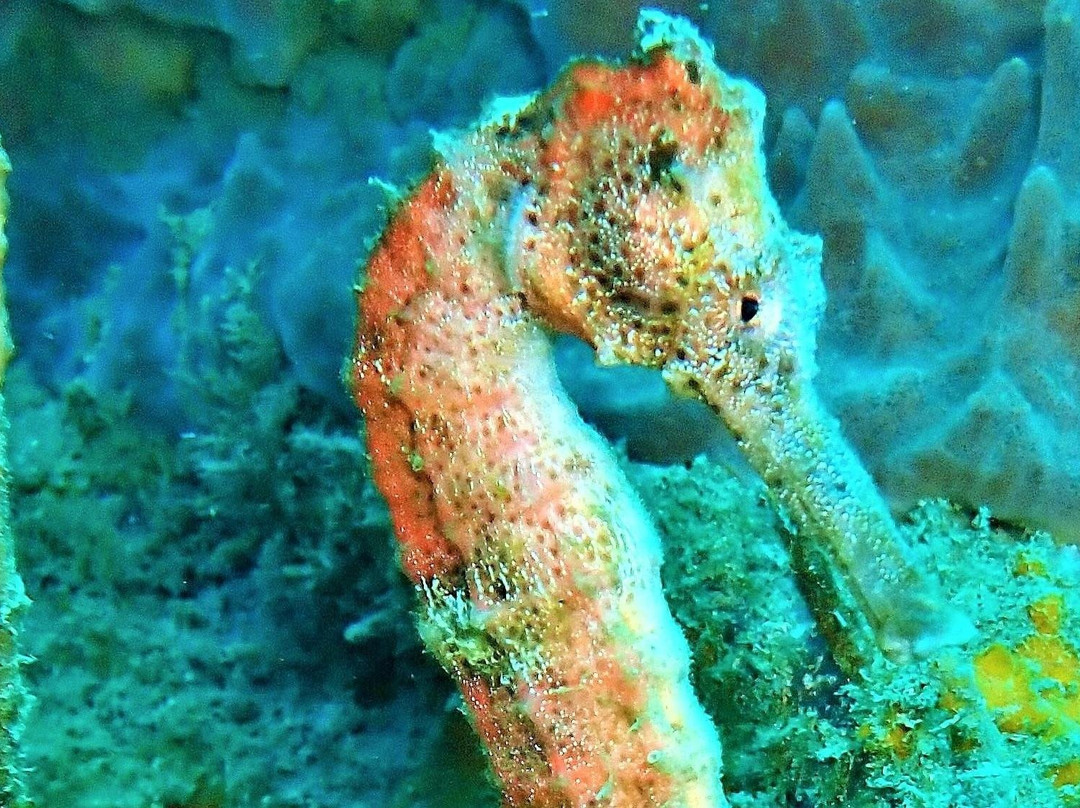 Barracuda Dive Center-位于塔甘加必去景点