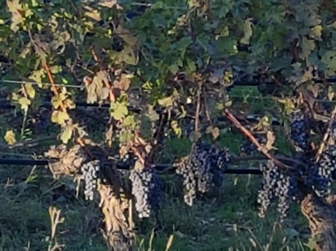 Tolaini Winery景点图片