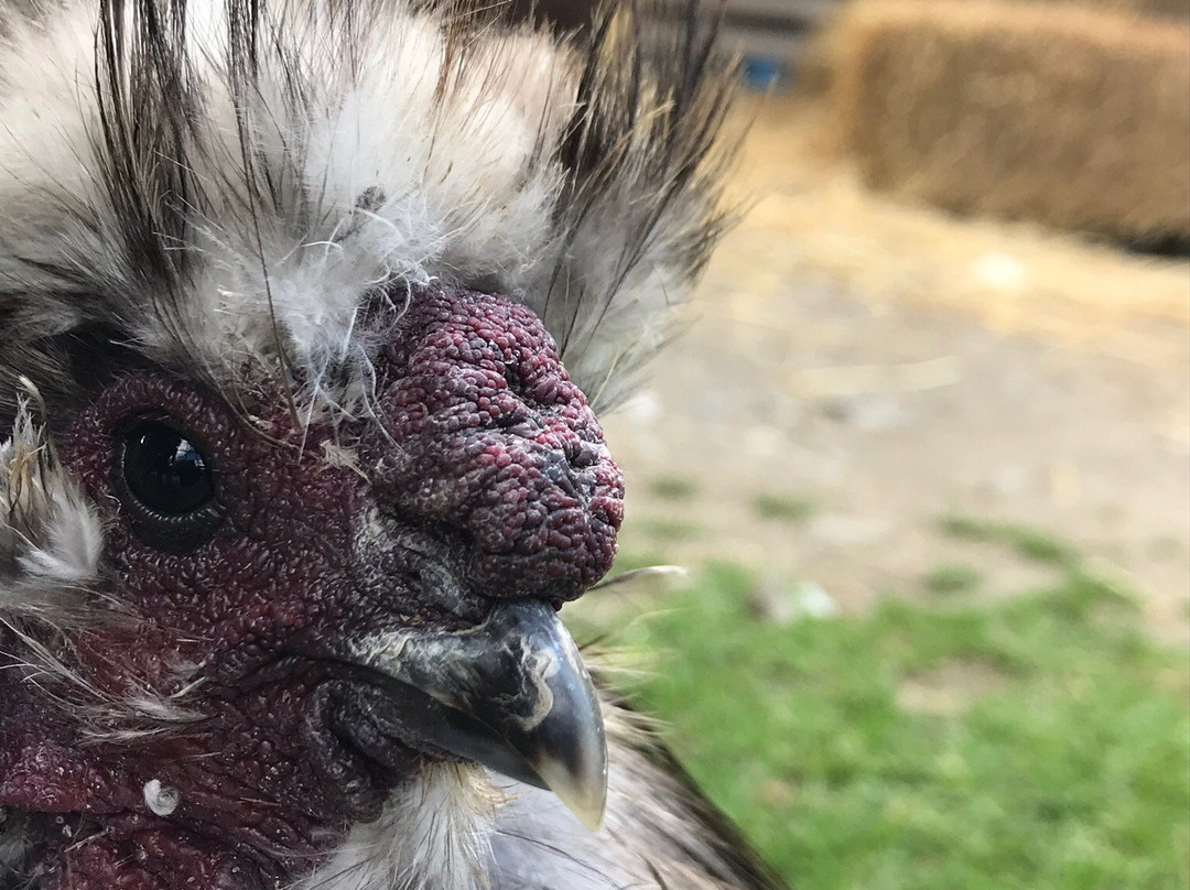 Farm Sanctuary景点图片