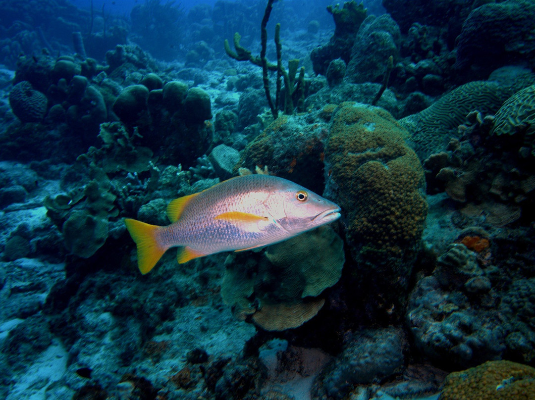 Buddy Dive Water Sports-Kralendijk必去景点