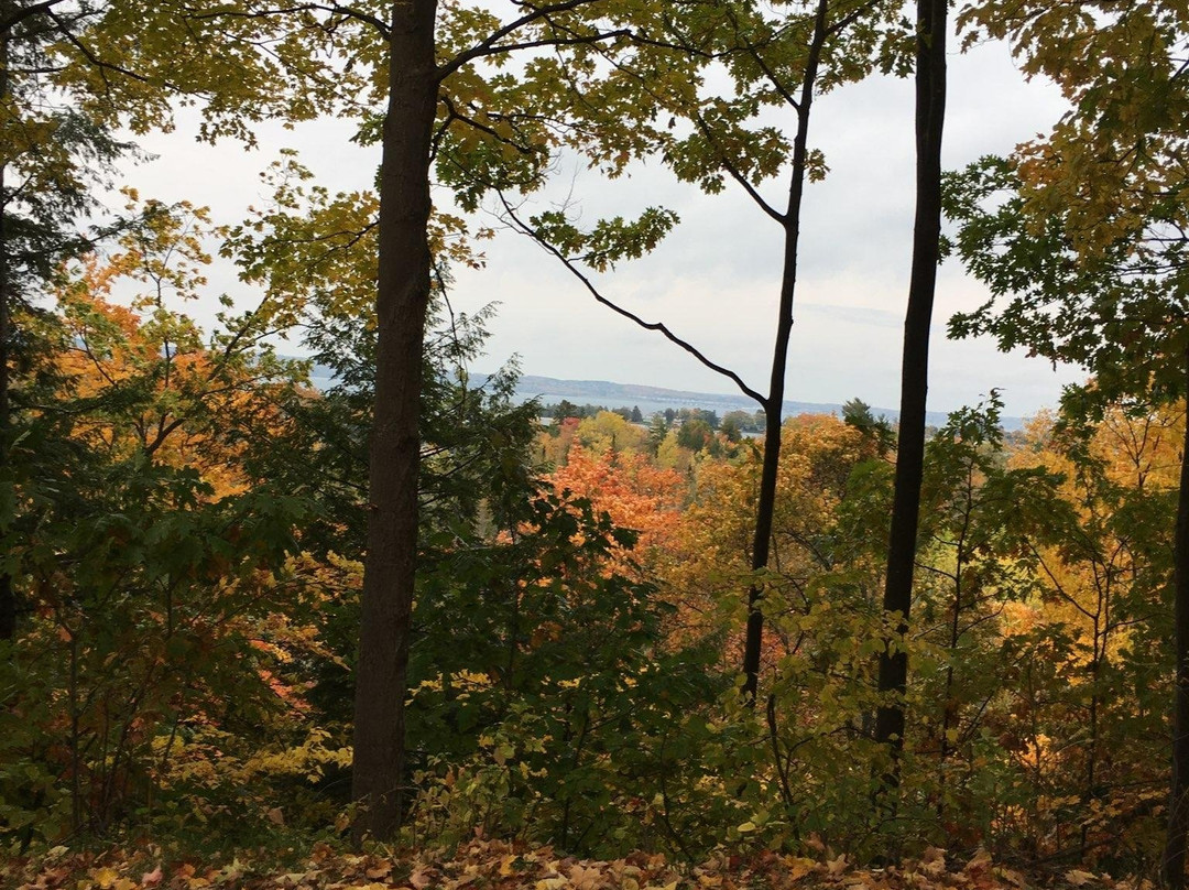 Tunnel of Trees - M119-Harbor Springs必去景点
