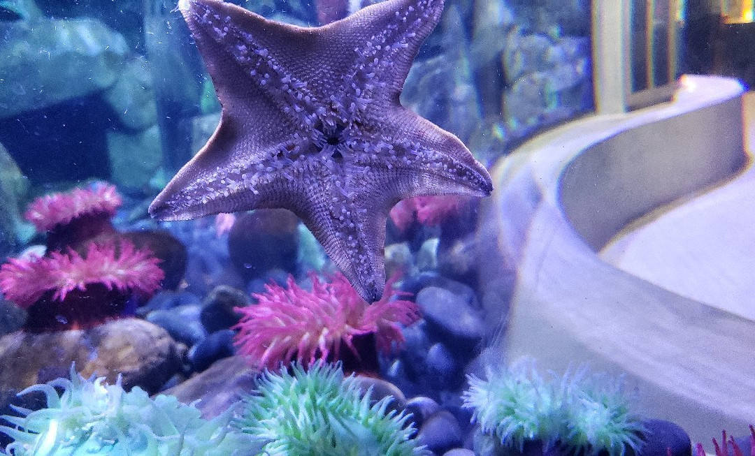 田纳西水族馆景点图片