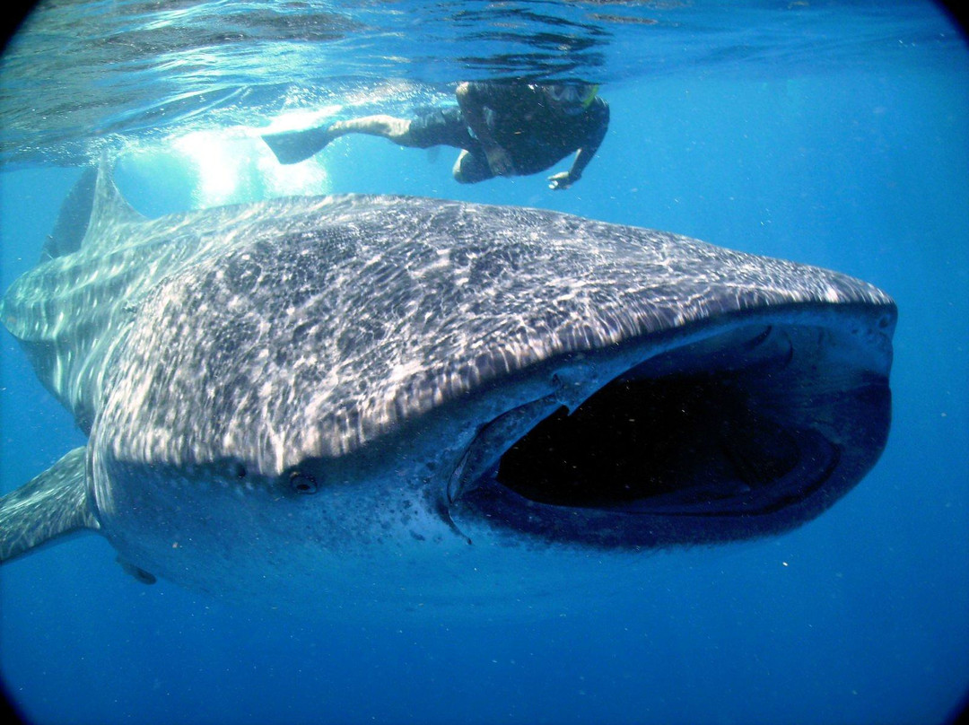 海洋观鲸鲨之旅景点图片