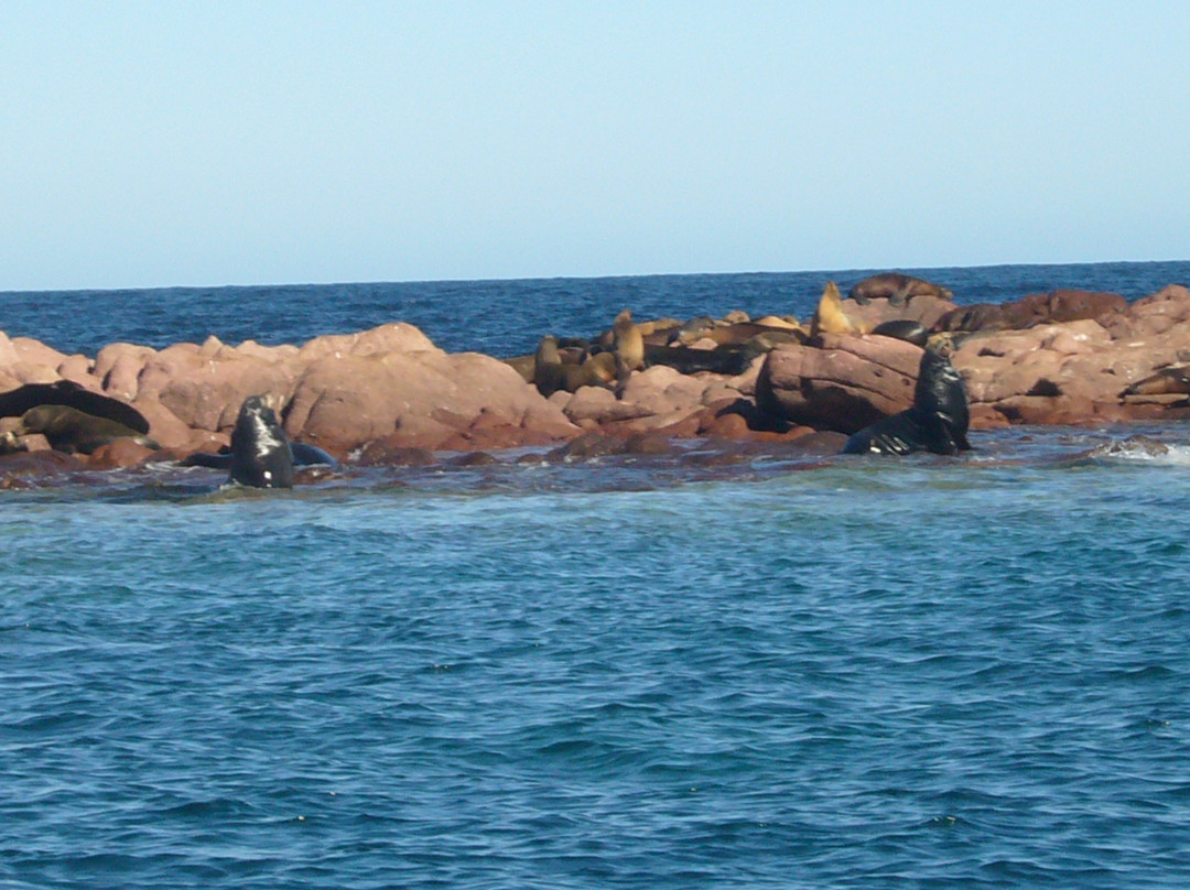 Buceo Carey-拉巴斯必去景点