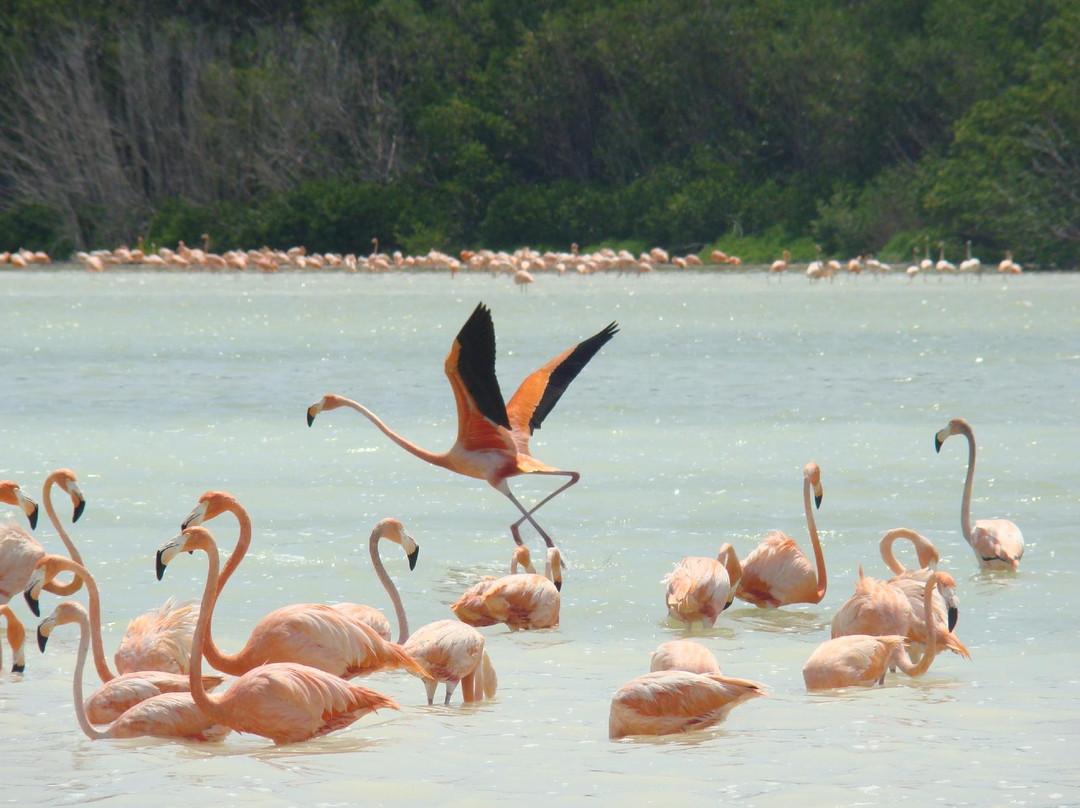Flamingo Tours