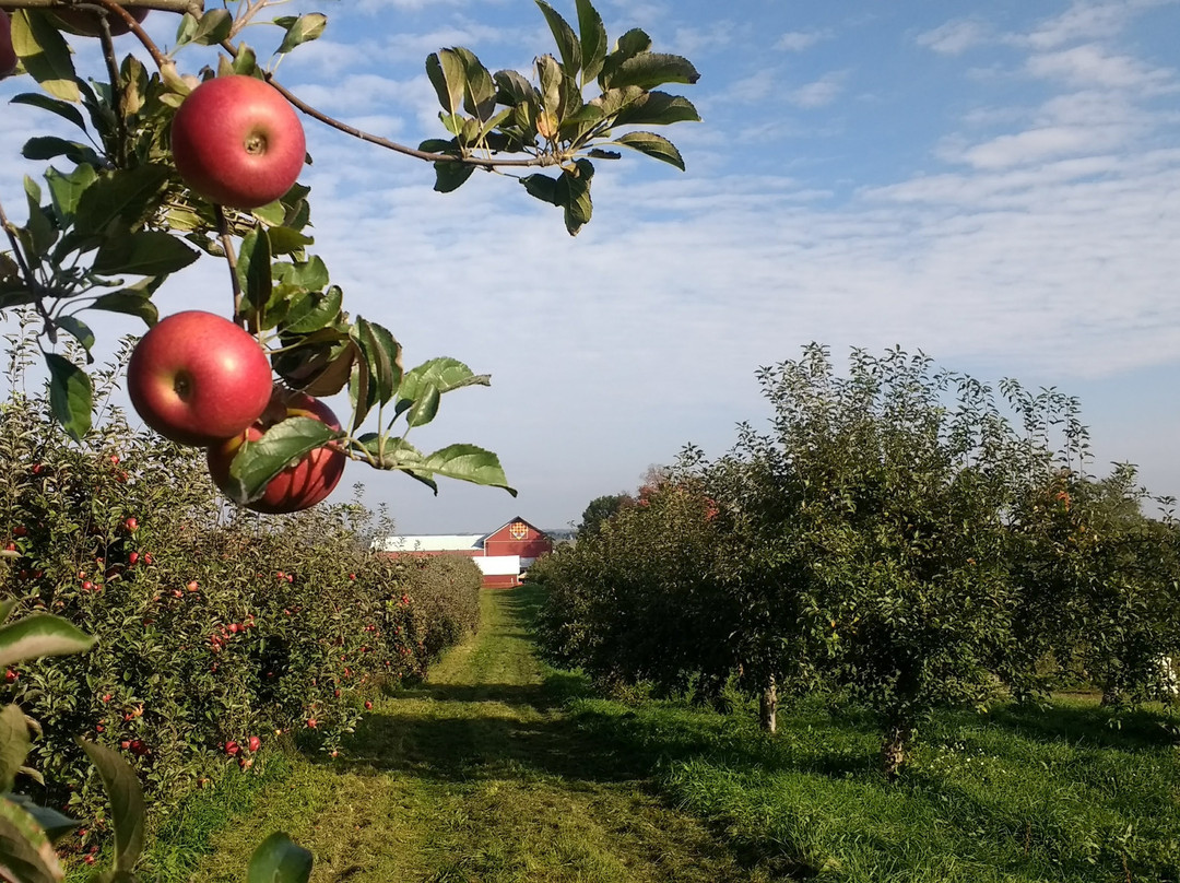 Apple Barn Orchard and Winery景点图片