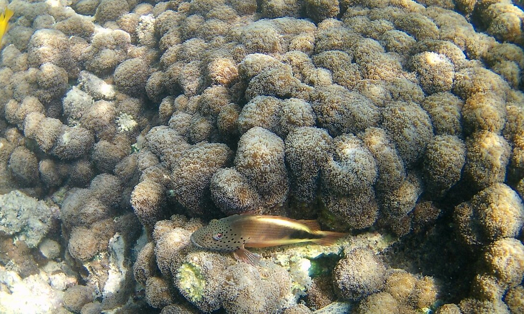 Maziwe Island-Pangani必去景点