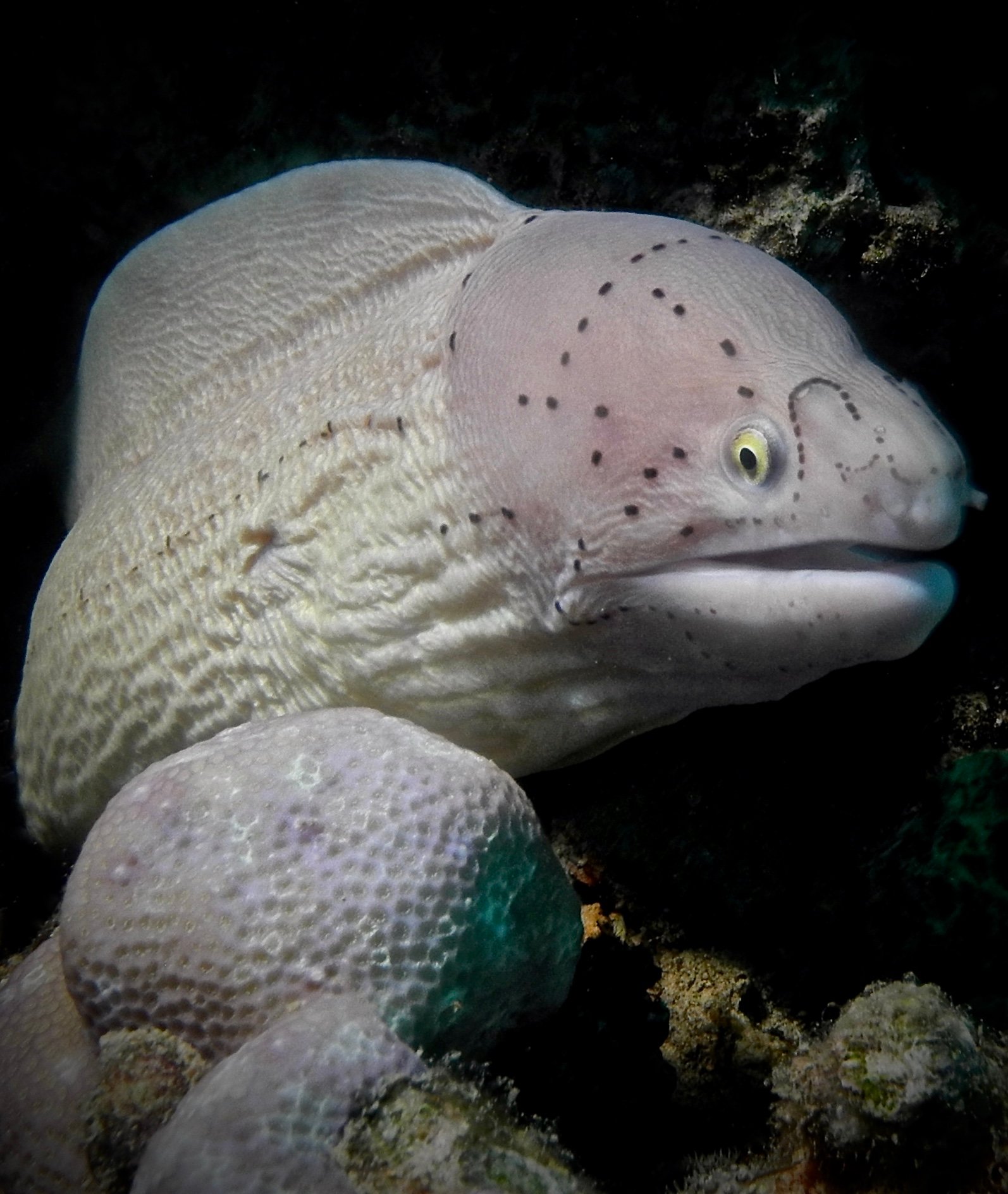 Três Sereias Beach Resort-portrait