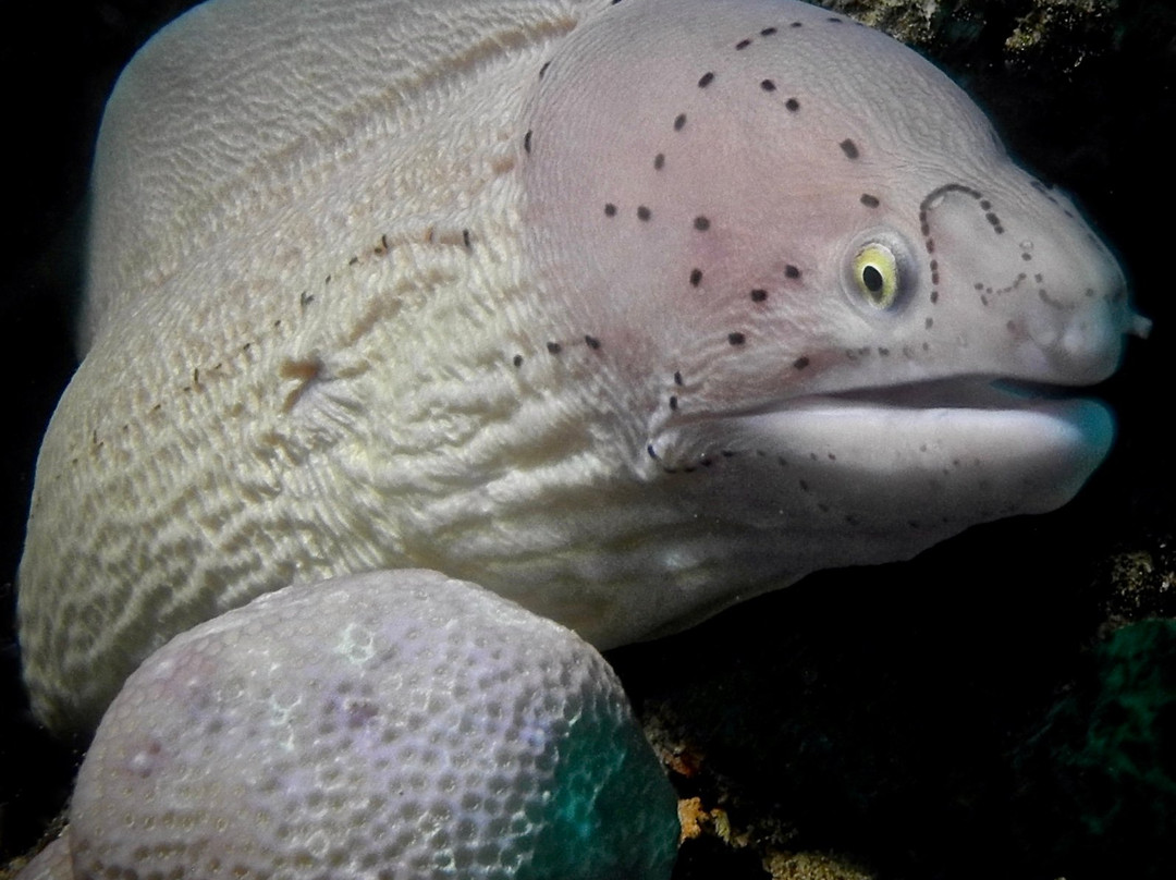 Três Sereias Beach Resort主图