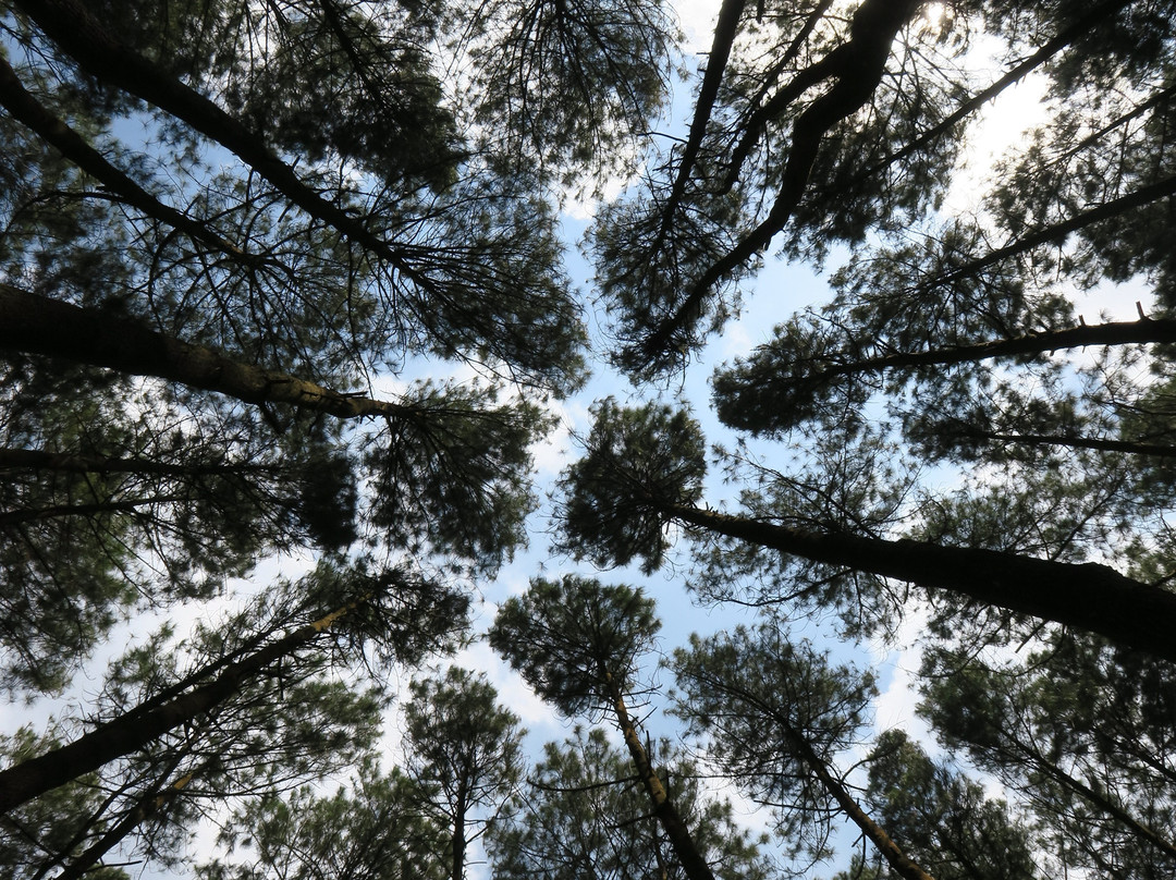 Hutan Pinus Bukit Becici景点图片