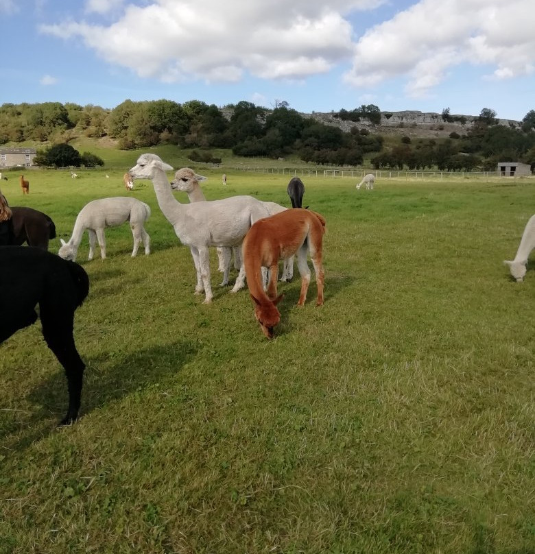 Teesdale Alpacas (Open by Appointment Only)景点图片