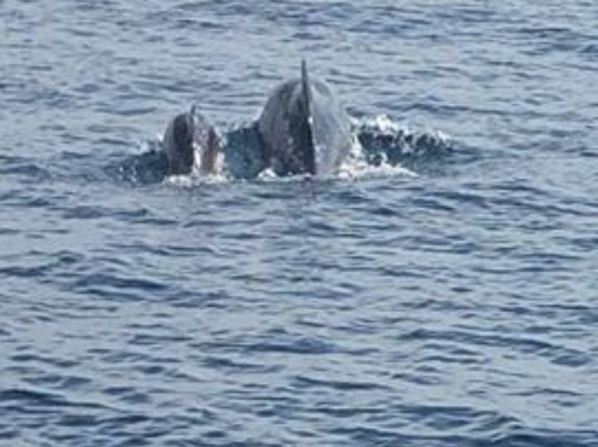 Catamaranes Estepona-埃斯特波纳必去景点