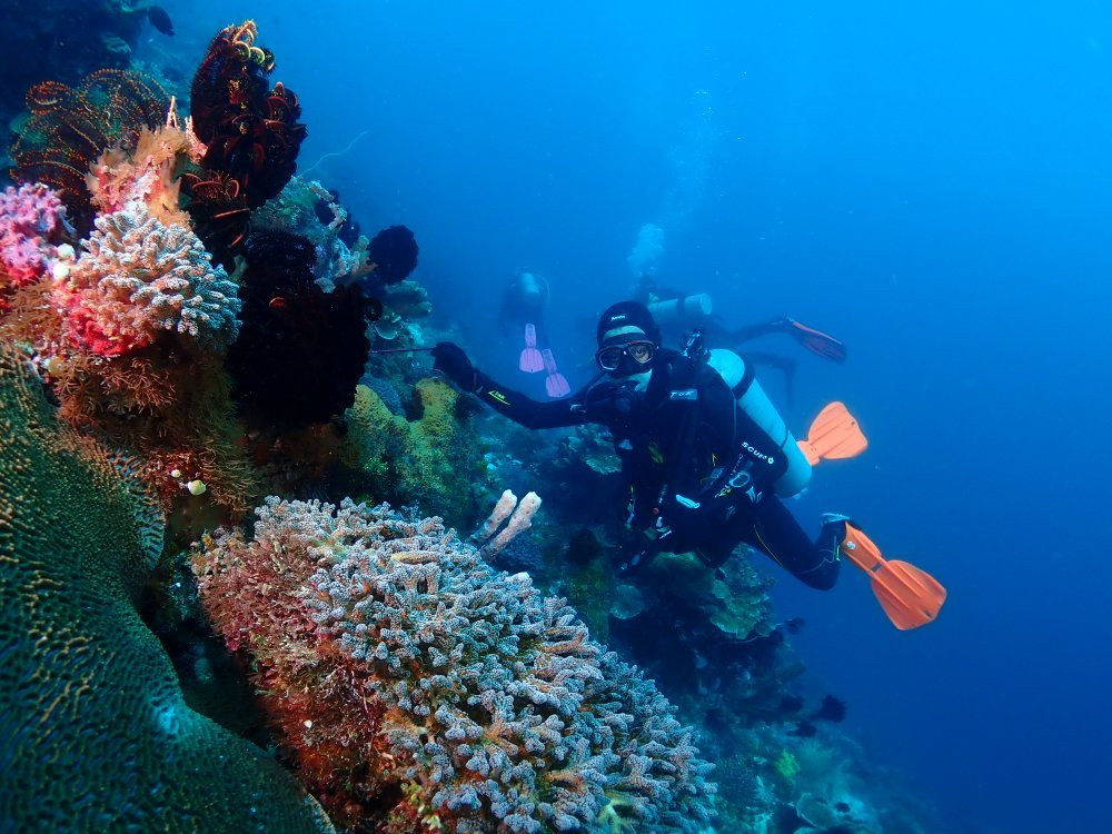 Dive Alor Dive景点图片