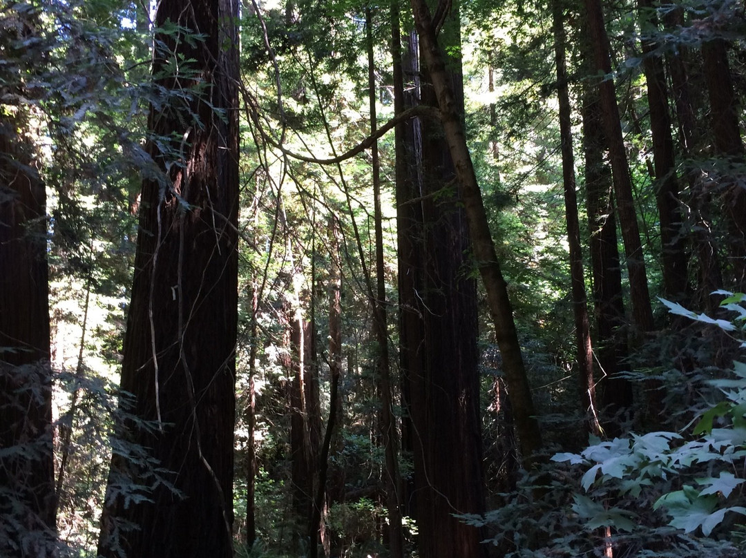 Redwood Highway景点图片