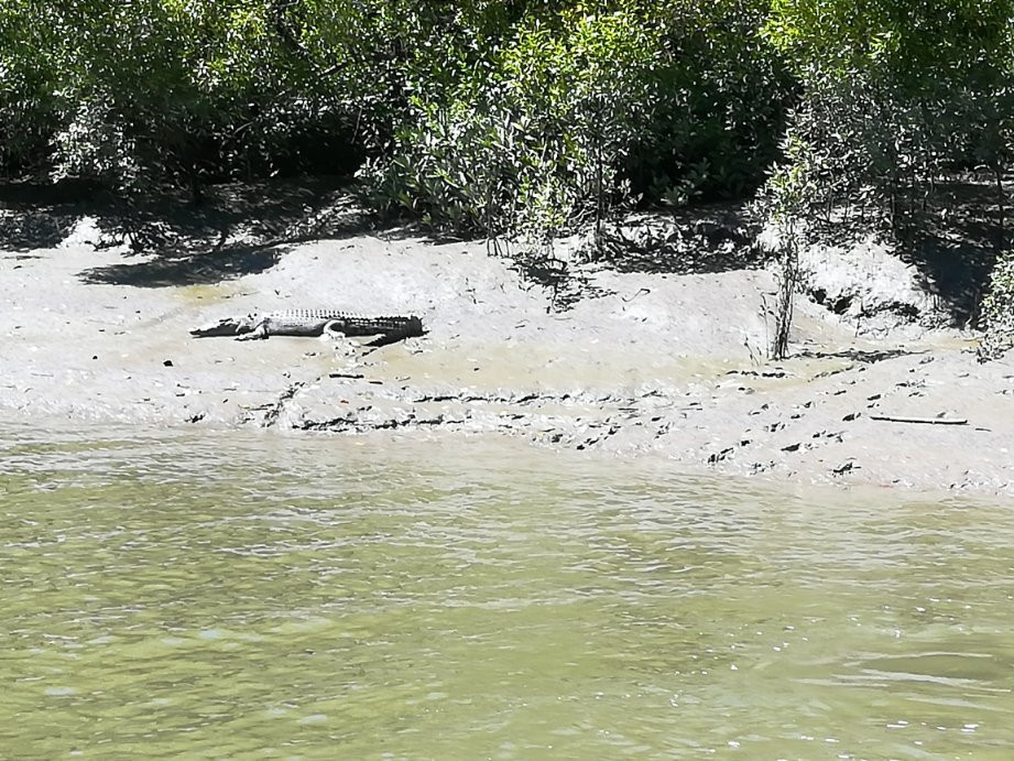 Whitsunday Crocodile Safari-艾尔利滩必去景点