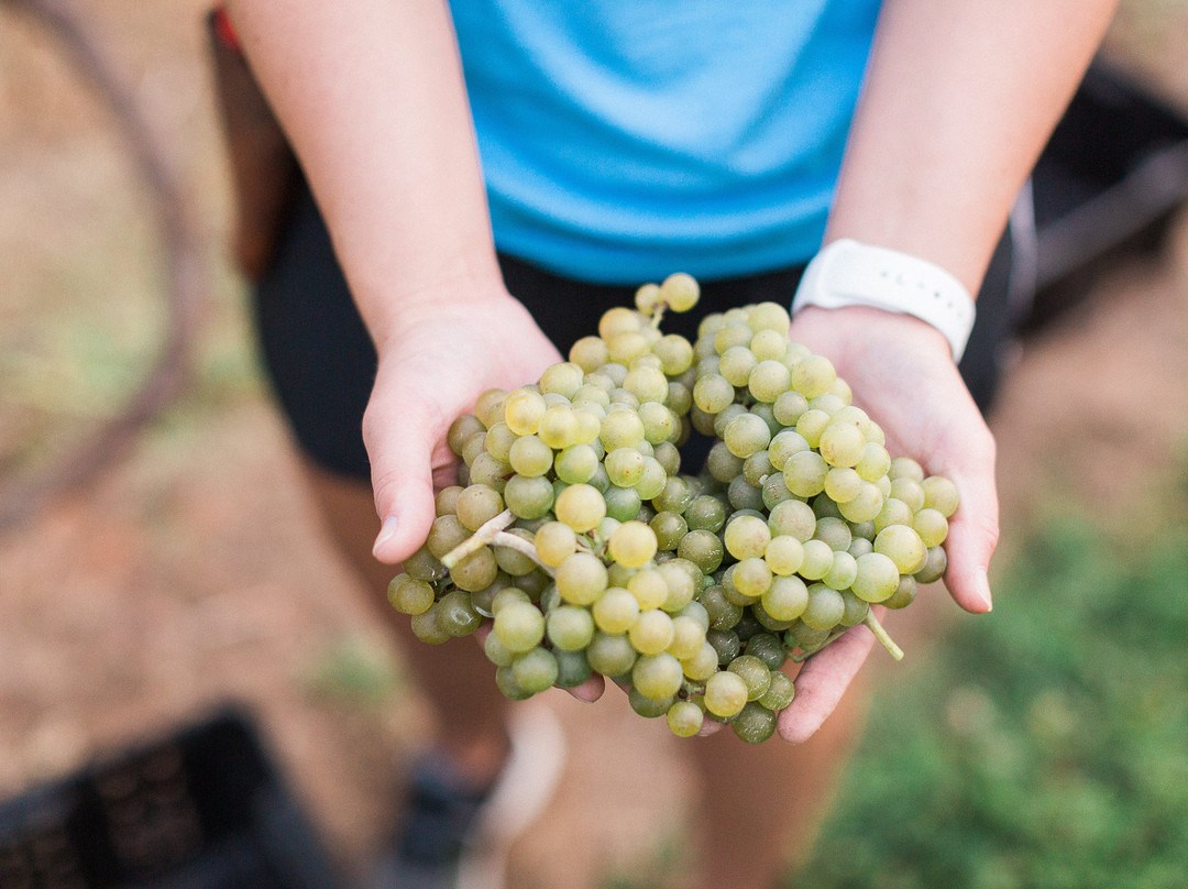 Beachaven Vineyards & Winery-克拉克斯维尔必去景点