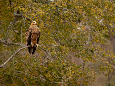 Safari's Direct-克鲁格国家公园必去景点