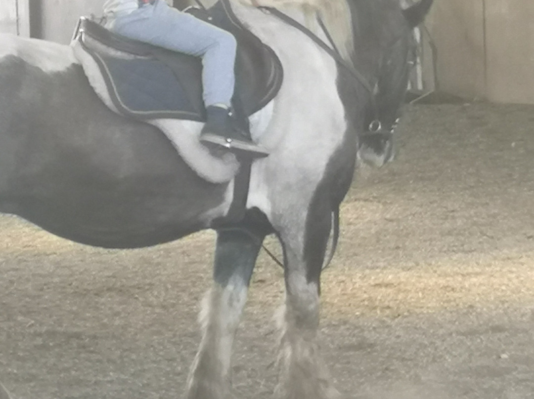 Millfield Riding School景点图片