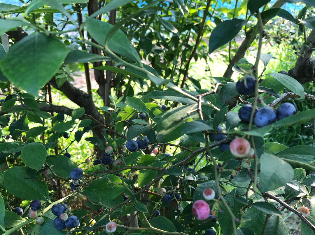 Iwafune Fruits Park-栃木市必去景点