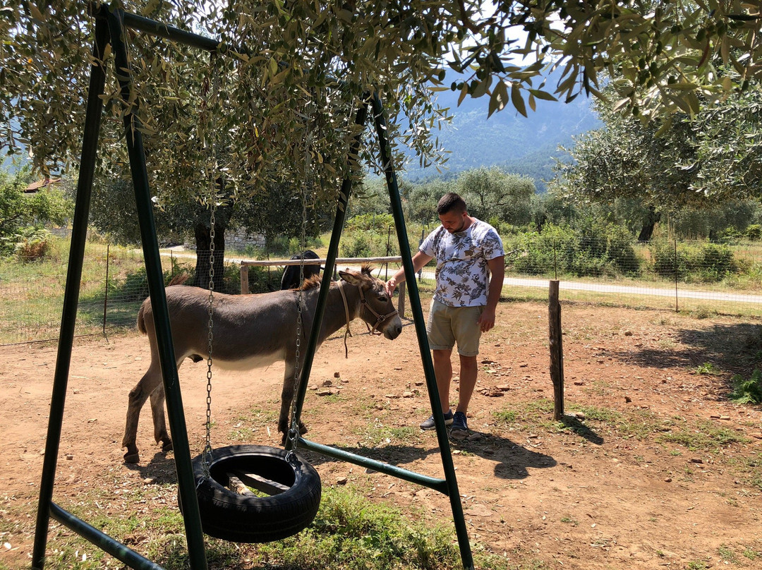 Thassos Donkeys-Skála Potamiás必去景点
