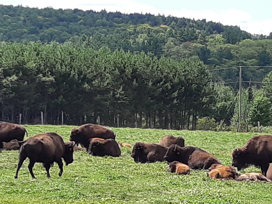 La Terre des Bisons-Rawdon必去景点