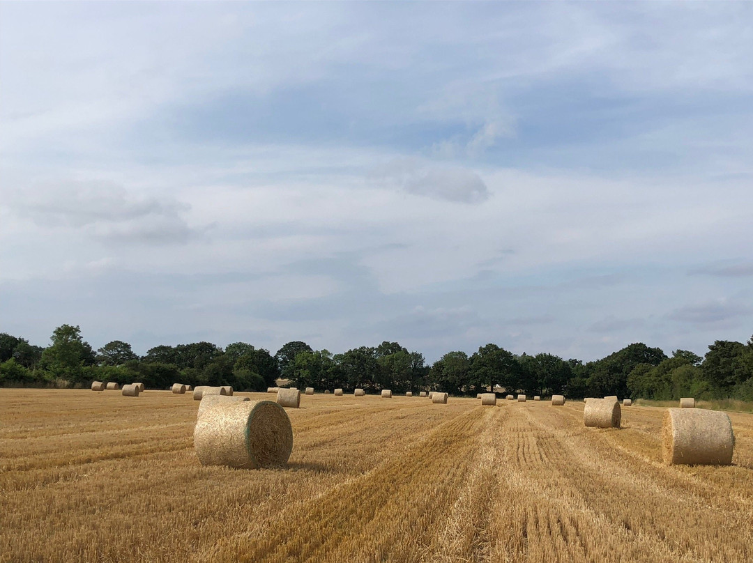 Sibton White Horse Inn主图