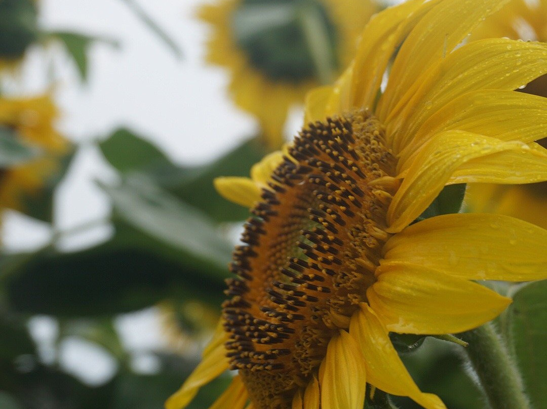 Sunflower field of Akeno景点图片