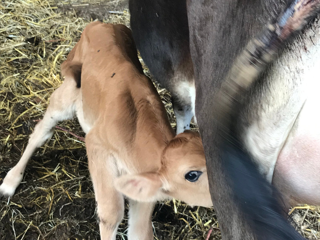 Dartington Dairy @ Old Parsonage Farm-Dartington必去景点